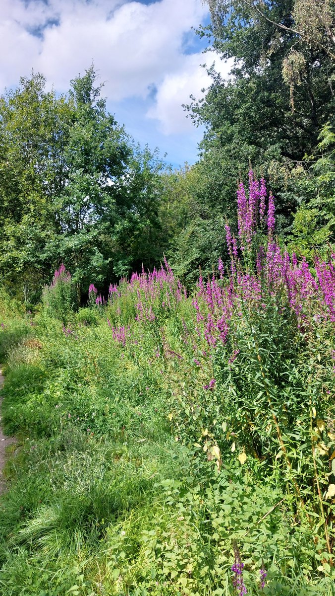 Cow parsnip, ragwort and other beauties in today's 1970s sf-cover alien landscape.