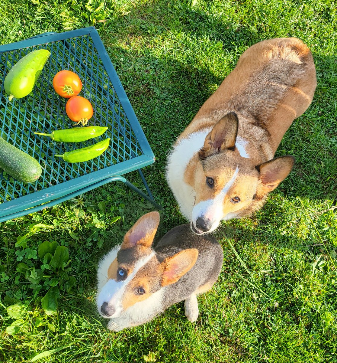 CorgiDuncan's tweet image. Zowie and I with this mornings veggies. #CorgiCrew #Corgi #GardeningTwitter