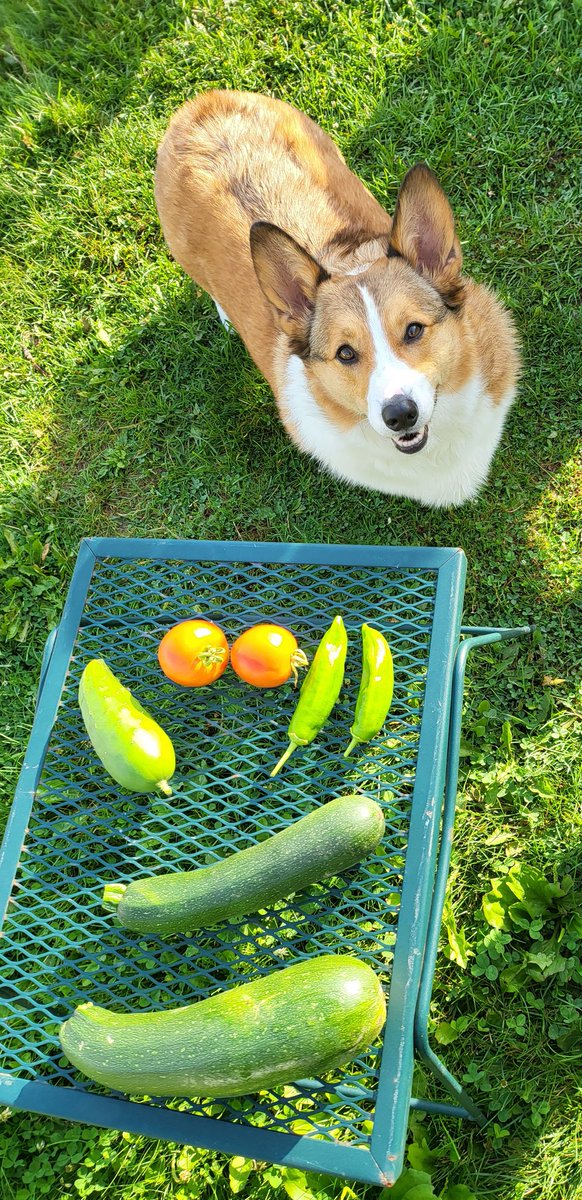 CorgiDuncan's tweet image. Zowie and I with this mornings veggies. #CorgiCrew #Corgi #GardeningTwitter