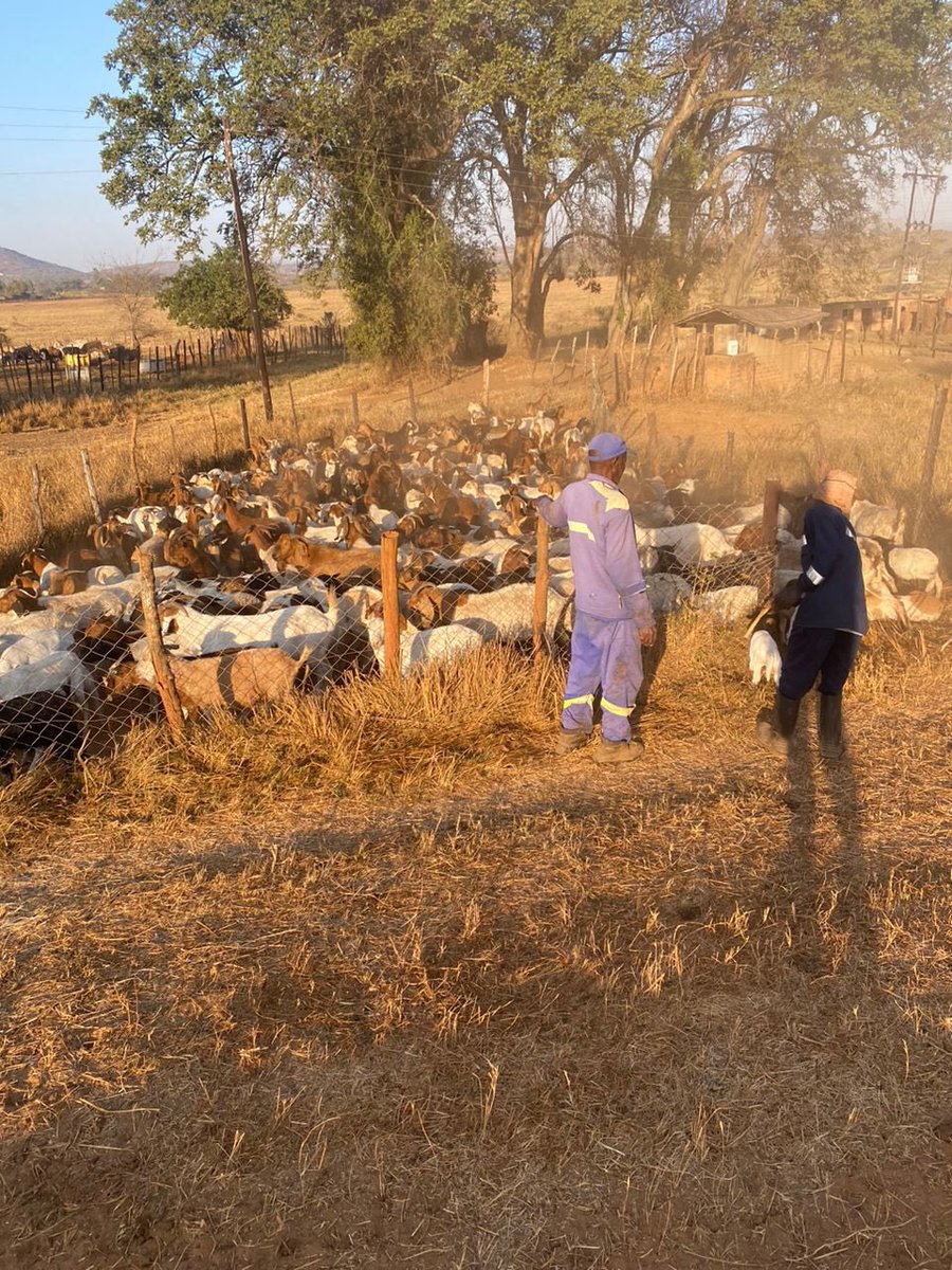 ScrubbsFarm tweet media