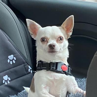 ExxPet's tweet photo. Rescue chihuahua Lily was scared of people’s feet and busy places when she found her forever home. 
But she’s been helped by Petexx Stress Less - now enjoying car journeys, training classes and even a pub lunch! 

Read more here 👇

https://t.co/X51Wt9qFFO https://t.co/EW0F9jJBSn