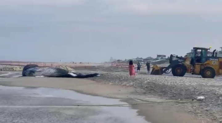 Agenda2030_'s tweet image. ¿Sabéis si Greta Thunberg, Greenpeace y demás esbirros sistémicos han ido a New Jersey a denunciar las 60 ballenas muertas en unos meses a manos de las turbinas eólicas de mi agenda ecofriendly?