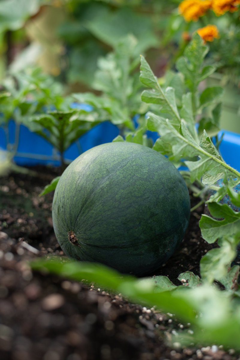 Mrs. HoegLaw tweet media