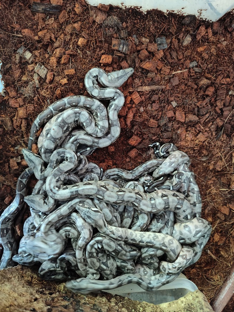 16 Baby #boa abzugeben. Bitte weiterleiten, falls ihr jemanden kennt, der Interesse hat. Werden erst abgegeben, wenn sie sicher fressen. Sind erst 3 Tage alt. #Snakes #schlangen #pet