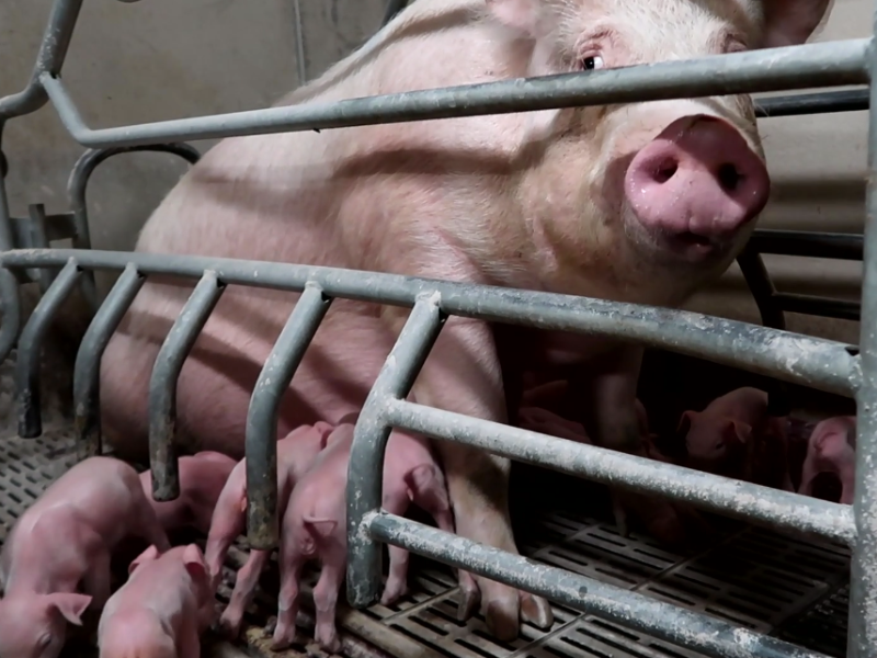 AnimalJustice's tweet photo. Pigs are intelligent &amp; sensitive beings, yet they are abused &amp; slaughtered in horrific ways every day. Mother pigs live the majority of their lives confined in crates, without even enough space to turn around 🐷💔 #AnimalAgriculture
Photo: @L214 https://t.co/0Gvhfm5cTO