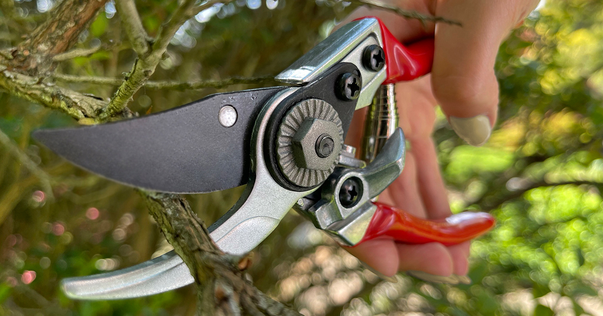 DarlacGardening's tweet photo. Keeping the Darlac Small Bypass Pruner handy in your tool holster for any light pruning around the garden. Strong yet lightweight, they’re ideal for small hands!
Add a pair to your toolbelt today ✂️
https://t.co/GzCEUxfDjM
#pruning #pruningseason #pruningtime https://t.co/6pXoExNgst