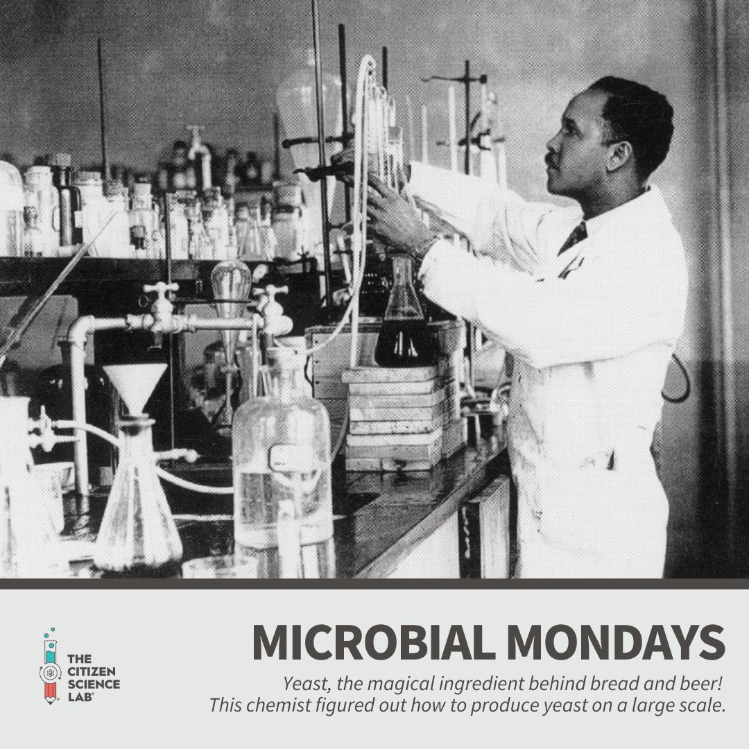 🍞🍺 Dr. Percy Julian, an African-American chemist, figured out how to produce yeast on a large scale. He brought that rise and flavor, just like a rapper spits fire on the mic! 🔥 Let's raise the bar and make science pop! 🌟 #MicrobialMondays #BlackSTEM #TheCitizenScienceLab