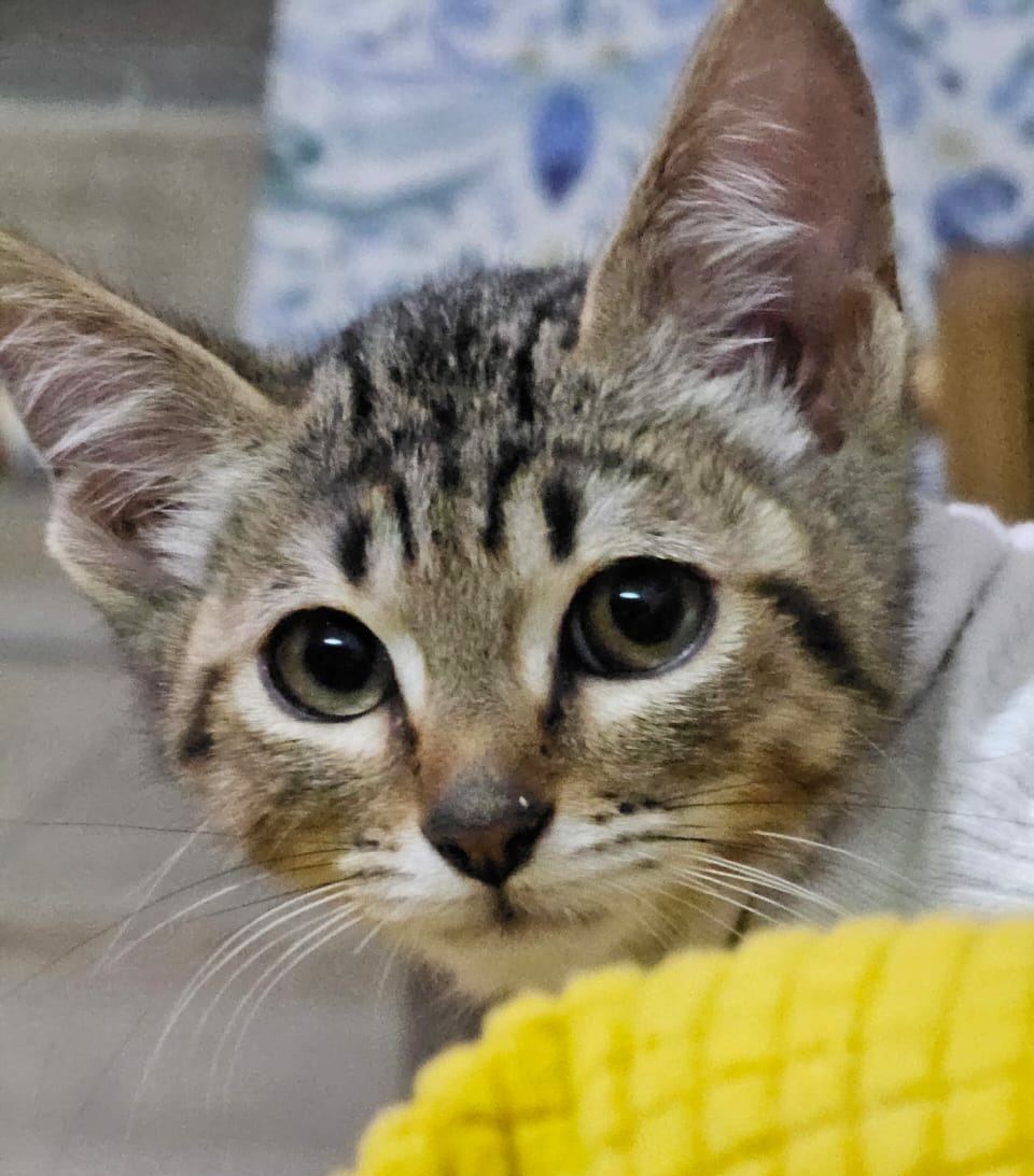 GatitosCdmxAyuda tweet media