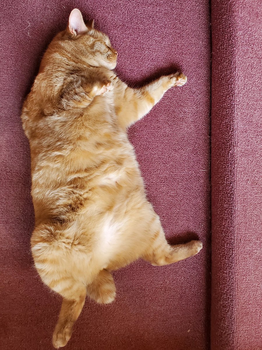 VTDebi88's tweet photo. @nbc4washington Jack is relaxing while I am in a work meeting.  He is soooooooooo relaxed without a care in the world.  😻 #PatsPrizedPets https://t.co/DyBchCKXkU