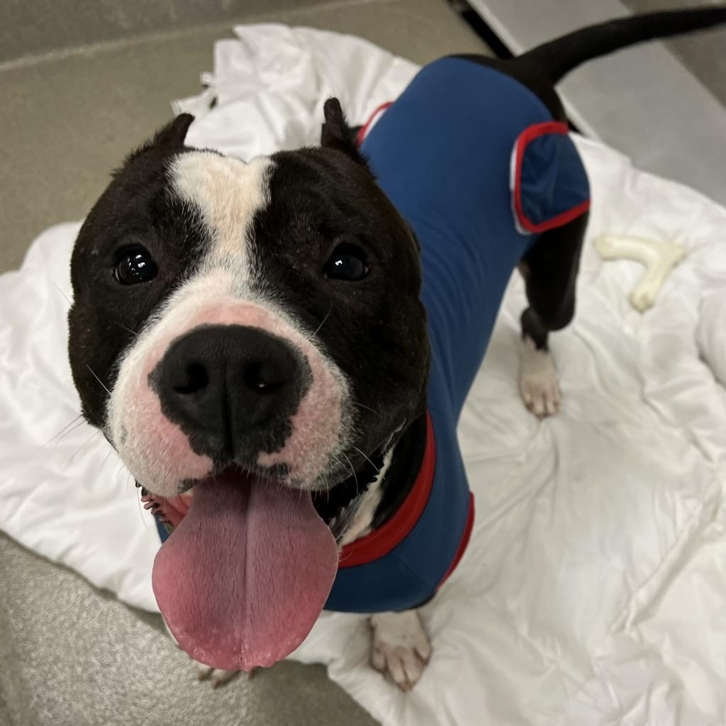 campingwithdogs's tweet photo. ✨ADOPTABLE DOG ALERT✨  Meet Mozzarella, a 4-year-old Terrier/American Pit Bull with a heart of gold! 💛🐾 From battling a skin condition to embracing a healthier, happier life, Mozzarella’s story is one of resilience! 🥰🌟 

For more information, visit: https://t.co/ui21N6vpHm https://t.co/VjxCMKtmNM