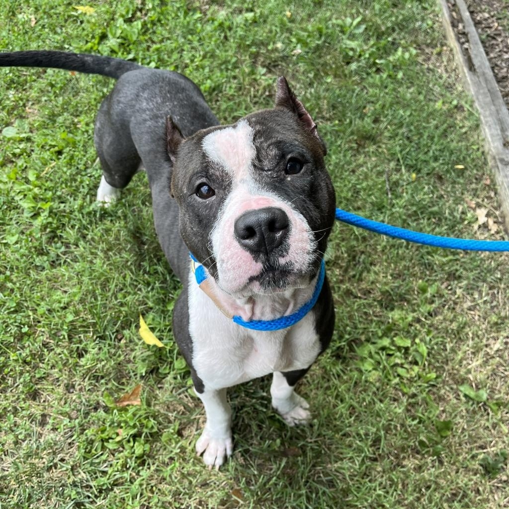 campingwithdogs's tweet photo. ✨ADOPTABLE DOG ALERT✨  Meet Mozzarella, a 4-year-old Terrier/American Pit Bull with a heart of gold! 💛🐾 From battling a skin condition to embracing a healthier, happier life, Mozzarella’s story is one of resilience! 🥰🌟 

For more information, visit: https://t.co/ui21N6vpHm https://t.co/VjxCMKtmNM