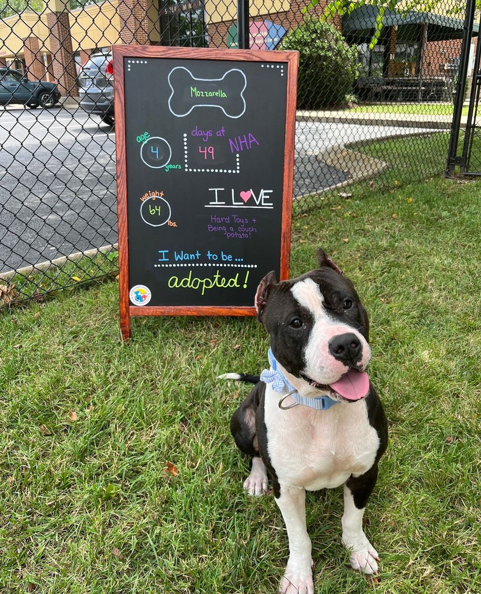 campingwithdogs's tweet photo. ✨ADOPTABLE DOG ALERT✨  Meet Mozzarella, a 4-year-old Terrier/American Pit Bull with a heart of gold! 💛🐾 From battling a skin condition to embracing a healthier, happier life, Mozzarella’s story is one of resilience! 🥰🌟 

For more information, visit: https://t.co/ui21N6vpHm https://t.co/VjxCMKtmNM