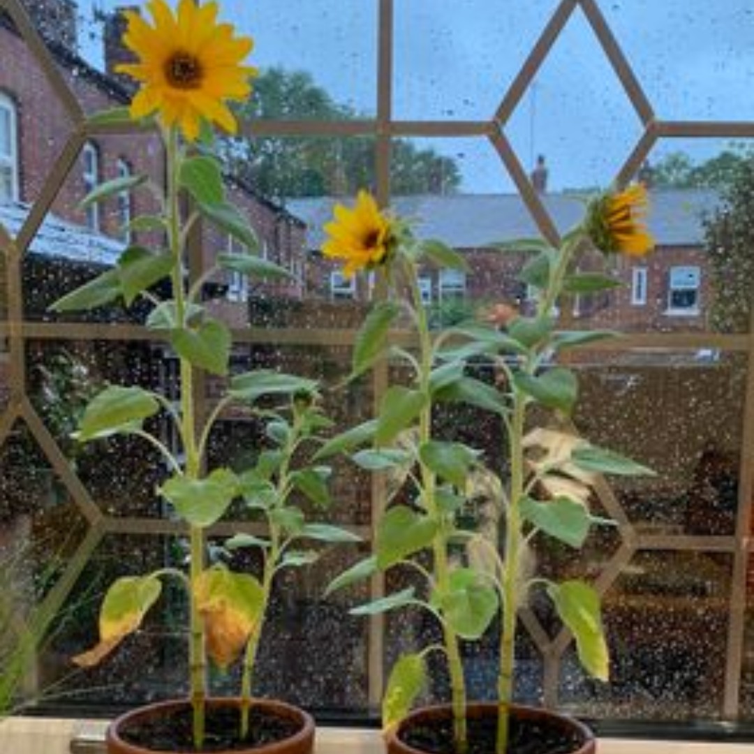 Special thanks to Rosie Levy for graciously sharing this image with us. Witnessing the vibrant growth of these sunflowers, nurtured from the very seeds that accompanied the Yellow Candle, fills us with delight 🌻