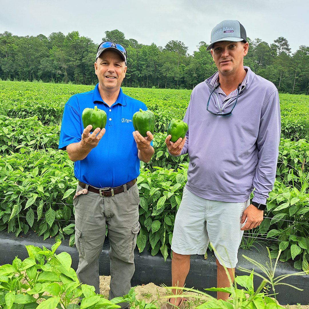TimacAgroUSA's tweet photo. Jalape��o, banana peppers, bell peppers... whatever the spice level you like, North Carolina growers and TIMAC AGRO got you covered! 🫑🌶️
#ThinkDifferentFarmBetter #Peppers #Spicy #Farm #AgTwitter https://t.co/26cxFaPwMw