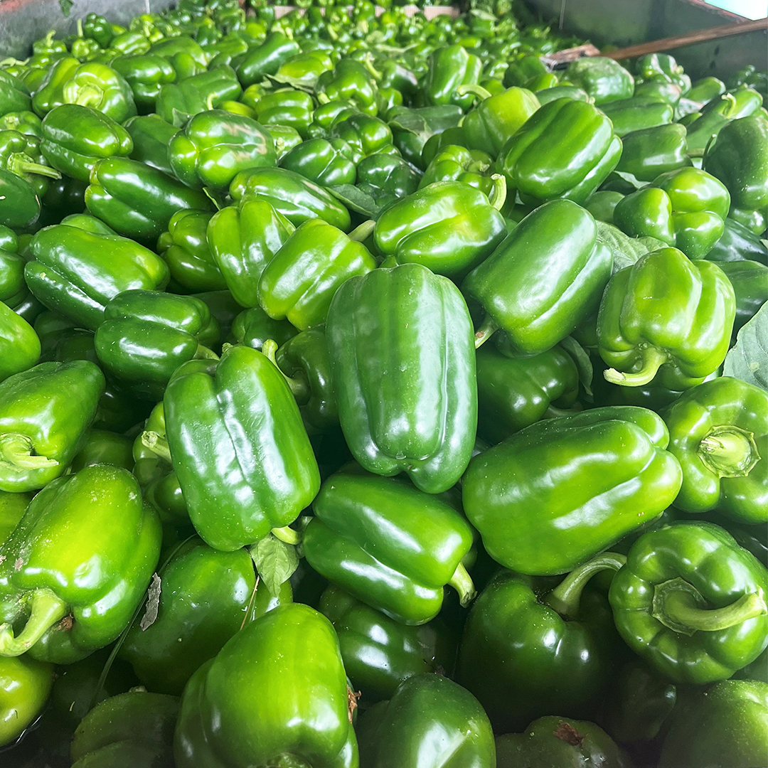 TimacAgroUSA's tweet photo. Jalape��o, banana peppers, bell peppers... whatever the spice level you like, North Carolina growers and TIMAC AGRO got you covered! 🫑🌶️
#ThinkDifferentFarmBetter #Peppers #Spicy #Farm #AgTwitter https://t.co/26cxFaPwMw