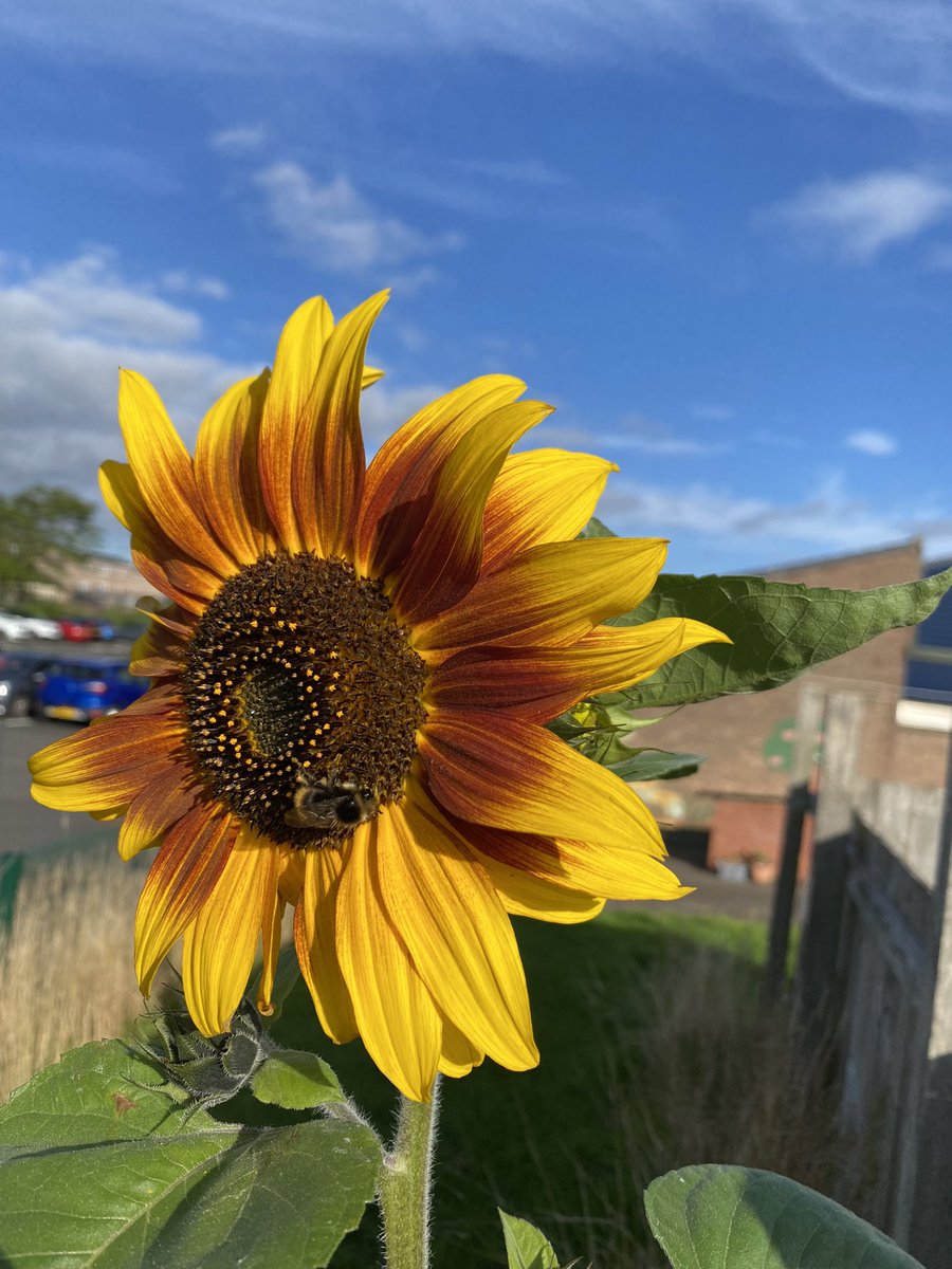 14 August 🌻