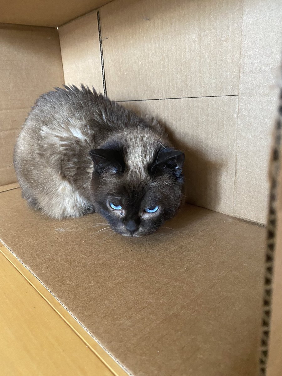 ForeverKitten's tweet photo. I might have found something! https://t.co/zjSwVMNmPB