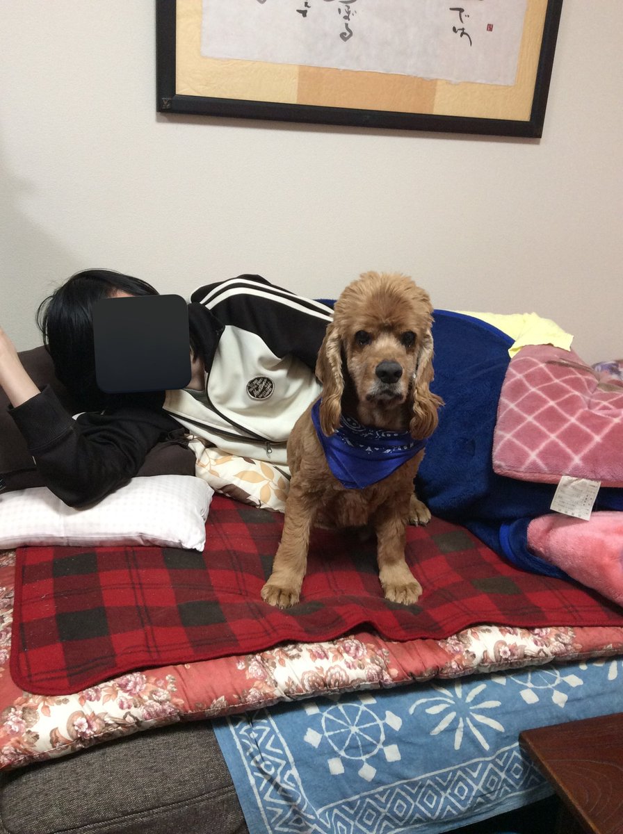 ren0824okappa's tweet photo. 久しぶりの投稿になりました☺️ 元気な頃のレンくん 帰省中の弟とごろんできて嬉しそうでした🥰 お盆ですね お空の上のかわいい子たちみんな帰ってきてこれてますように🌈✨
#アメリカンコッカースパニエル
#アメコカ記念日2023 https://t.co/eTMOKi7Lvf