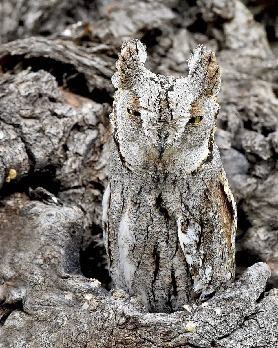 مرغ حق، کوچک‌ترین جغد ایران. صبح‌‌تا‌شب بی‌حرکت بر روی تنه‌ی درختان می‌نشیند و شب‌تا‌صبح به شکار مشغول است.

عکس از مهدی قربانی