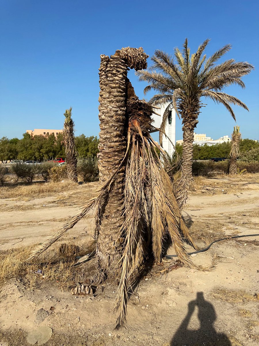 مدير الزرع 🪴 tweet media