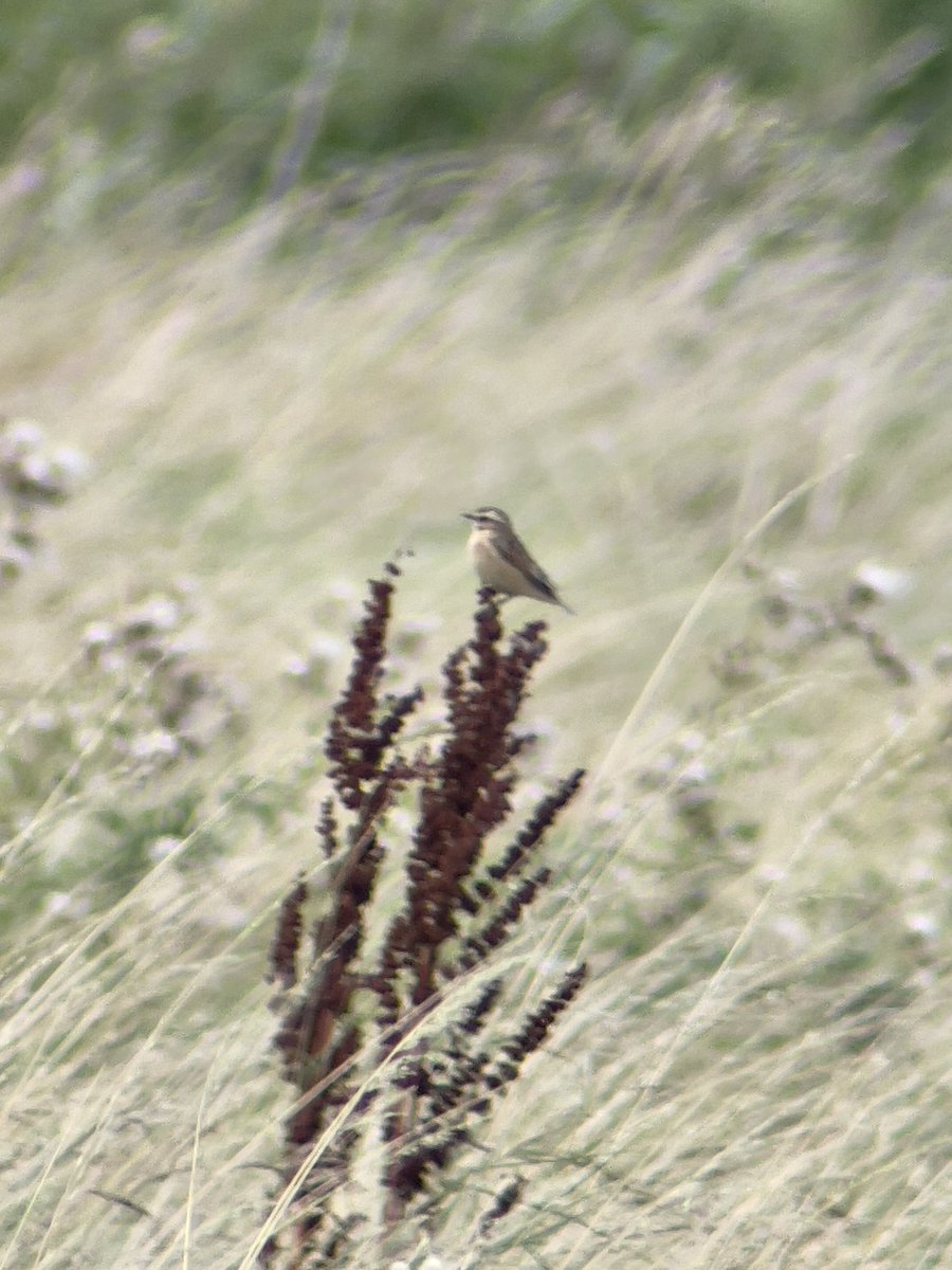 suffolkbirder87's tweet photo. A little distant shot but found 3+ Whinchat at Shingle Street this afternoon
#BirdsOfTwitter #whinchat #summermigrant #rspb @BTO_Suffolk @SuffolkBirdGrp #sonab https://t.co/Exv22uDErQ
