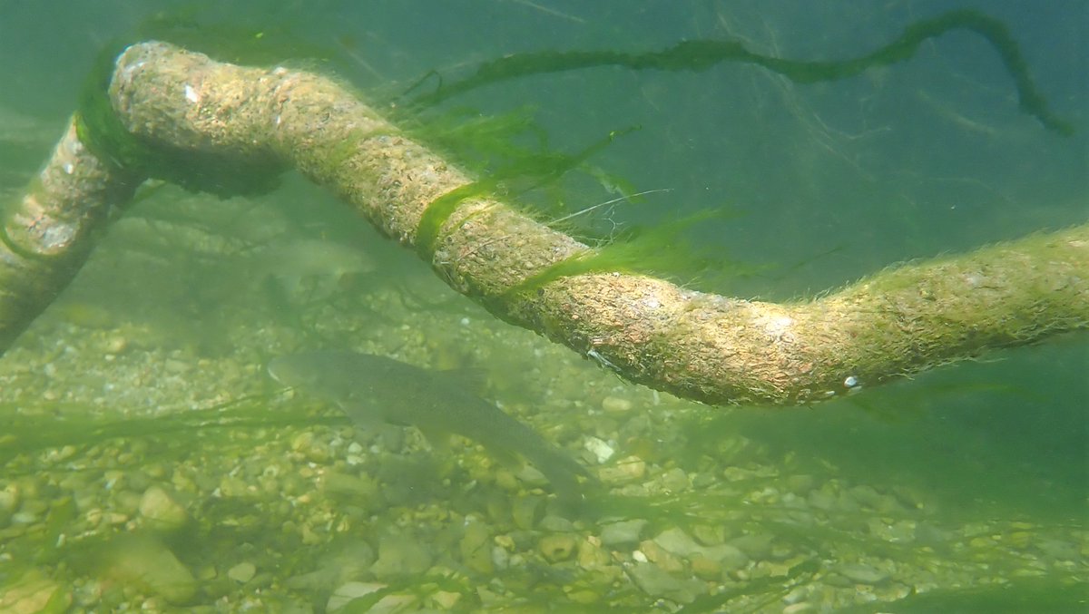 numenini's tweet photo. In a blissful couple of snorkels last week in the Rivière l'Argens (Val d'Argens #Natura2000 site) met my 1st Mediterranean (Southern) Barbels (Barbus meridionalis), gorgeous fish with gold spangled skin & shark-like pectoral fins.
#argens #var #provence #barbel #MySwim
🧵1/13 https://t.co/2X3lHcINAB