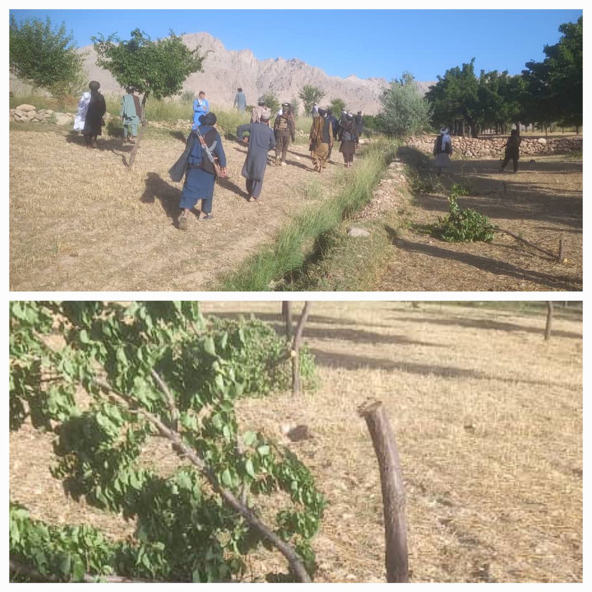 Saalssall's tweet photo. Dear Pashtun Friends,

Some Pashtuns have cut down fruit trees of their Hazara neighbours in Uruzgan. They used Taliban to intimidate, bully, &amp; harass Hazaras. Why are you silent about this injustice? Isn’t it a violation of peaceful coexistence? Won’t it intensify ethnic hatred? https://t.co/6RWtt1aERv