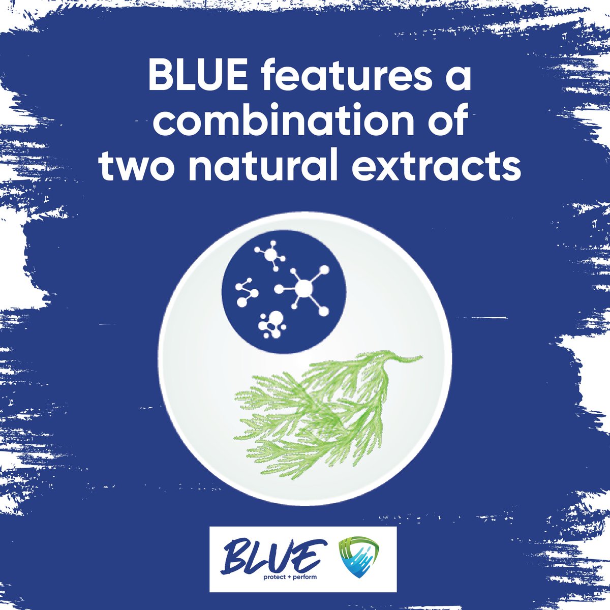 TimacAgroUSA's tweet photo. Our BLUE fertilizer features a combination of two natural extracts:
🛡 High-Molecular Weight Carbon Fraction
🛡 Precision Micro-Algae Extract
Check out all of the benefits BLUE brings to your crops: https://t.co/TkSsPdxOgr
#TimacAgroUSA #BLUEFertilizer #AgTwitter https://t.co/xlLlPkec9k