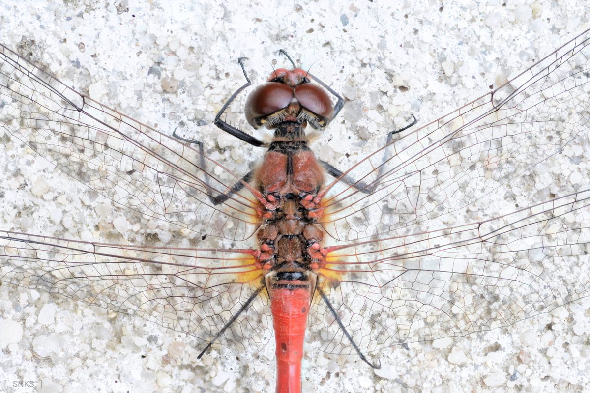 Blutrote Heidelibelle
#Sympetrum_sanguineum

#SNKS