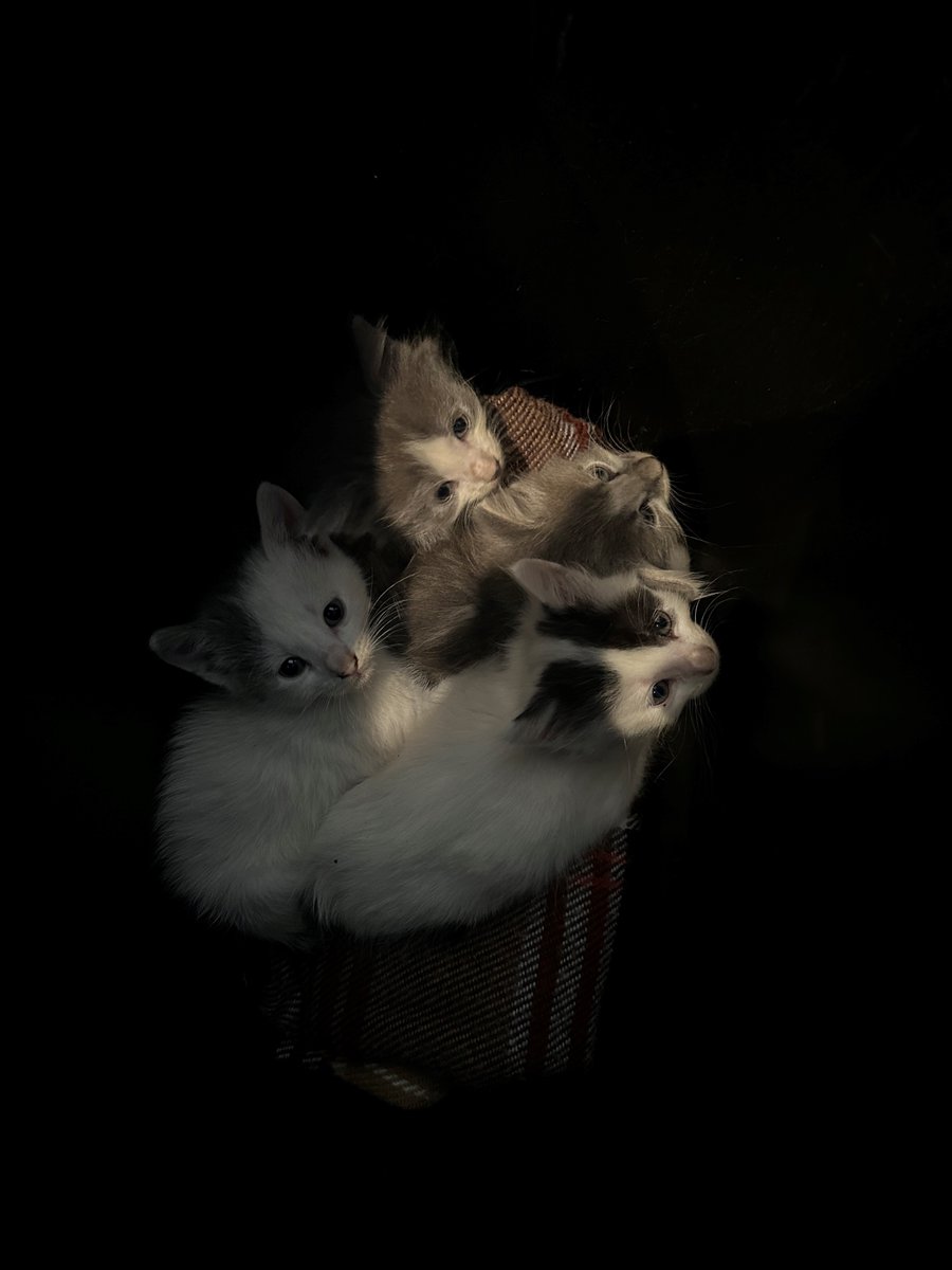 Copp Media Services tweet media