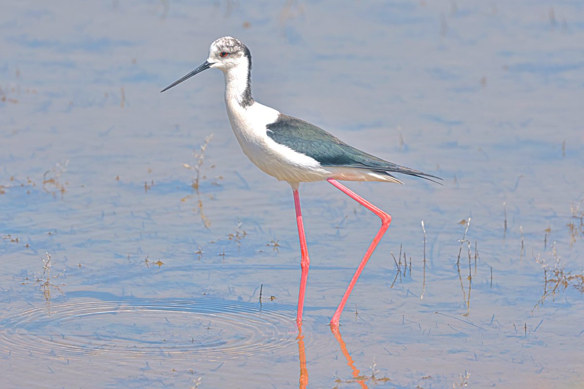 Tonight’s thread, water shots I’ll start with this Black Winged Stilt