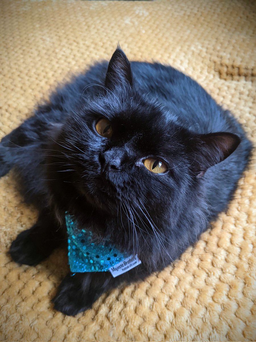 NemoFlexi's tweet photo. @GothKittyMoon She got dressed up today 😂 https://t.co/YbHRkEsdql