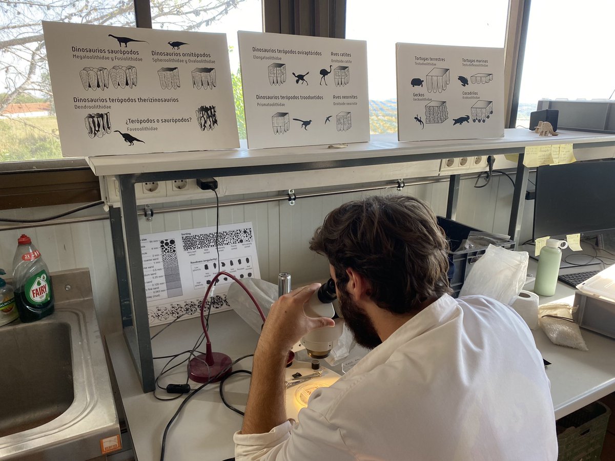 pquimic's tweet photo. 🥚🦕Amazing "Laboratorio Paleontológico de #Loarre"! Thank you very much, @OODinoLab researchers and good luck with your exciting research😃
#oodinolab https://t.co/1vUZfJ5QQQ