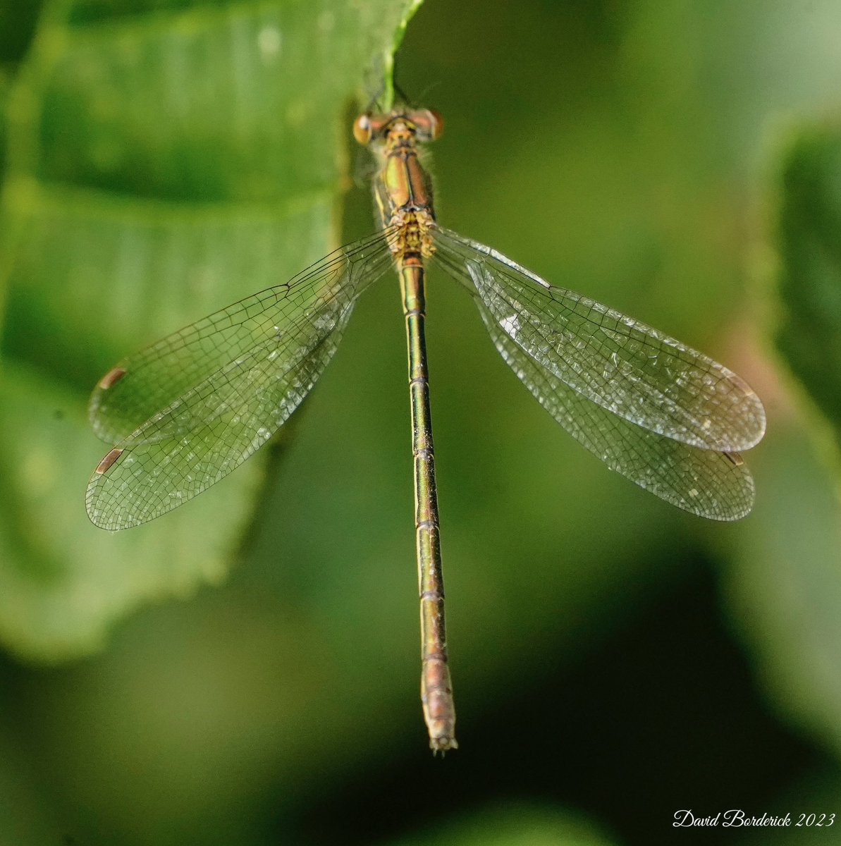 Male & Female Emerald Damselfly at @RSPBMinsmere pond this morning @Natures_Voice @RSPBEngland @BDSdragonflies