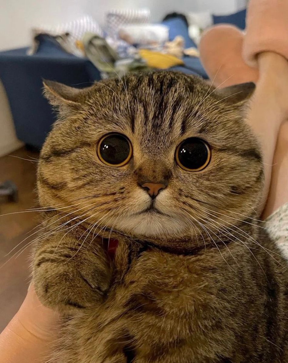 Why you should have a cat (@shouldhavecat) on Twitter photo 