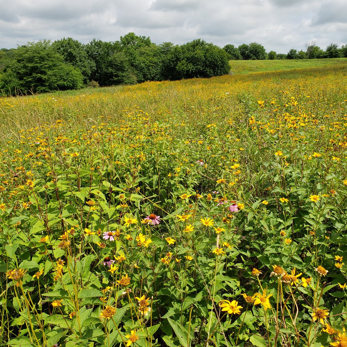 WE’RE HIRING! <a href="/MissouriQF/">Quail Forever & Pheasants Forever in Missouri</a> is looking for a motivated candidate to join our team as a Habitat Partnership Specialist! This position will provide a unique opportunity working with partnerships to benefit wildlife resources in MO.

Apply at quailforever.org/jobs by September 1st!