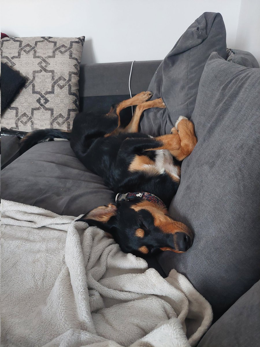 Sorry for the woofer silence but we haff a dilemma. When did mi fellow girly kelpies have their first season????? #kelpiesoftwitter #dogsoftwitter