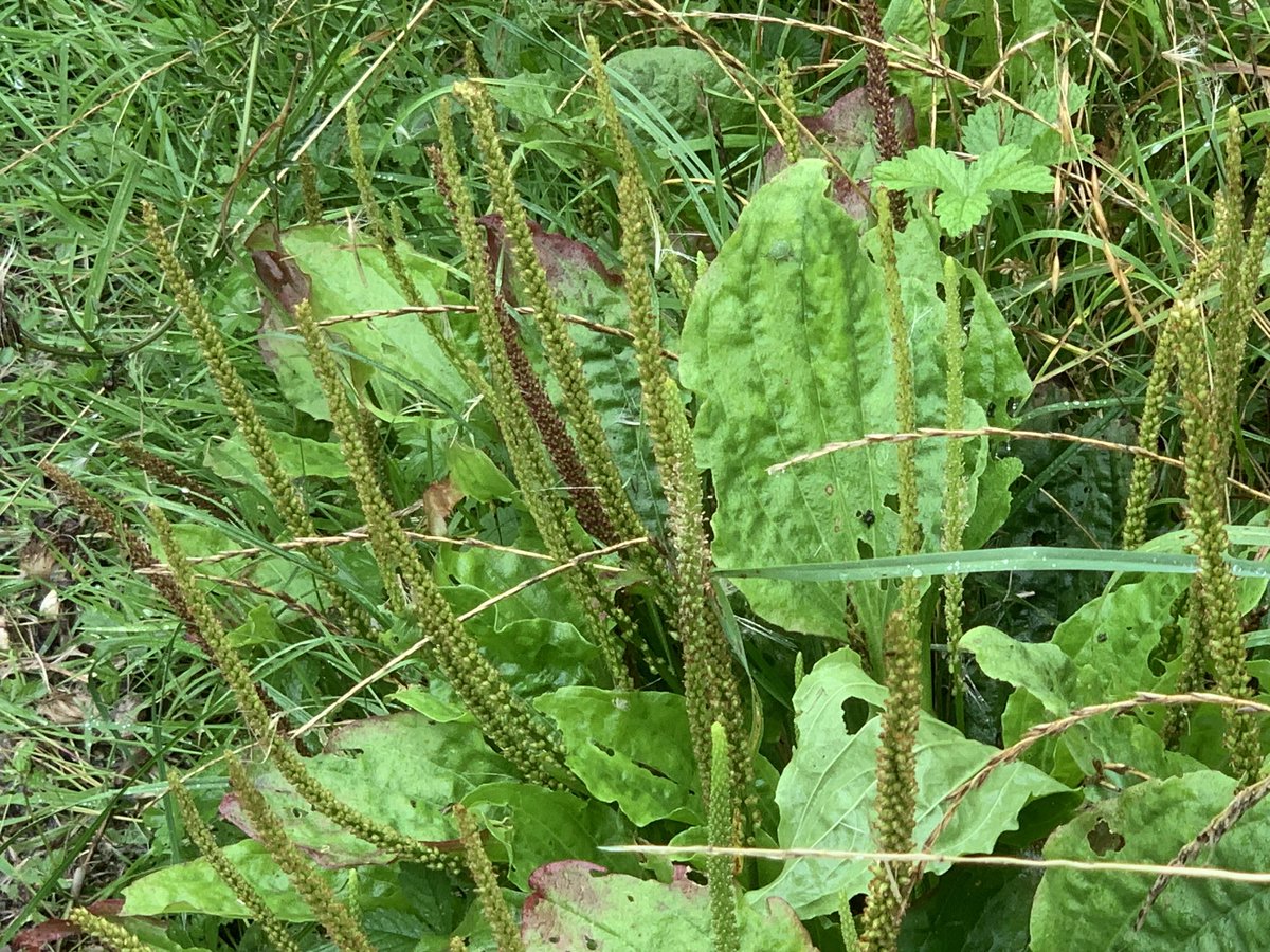 DelepChimney's tweet photo. Despite a day of #rain, still plenty of #wildflowers to see at the #AvenueWashlands, vipers #bugloss, #rosehips #NaturePhotography #plantain https://t.co/I6SACByruD