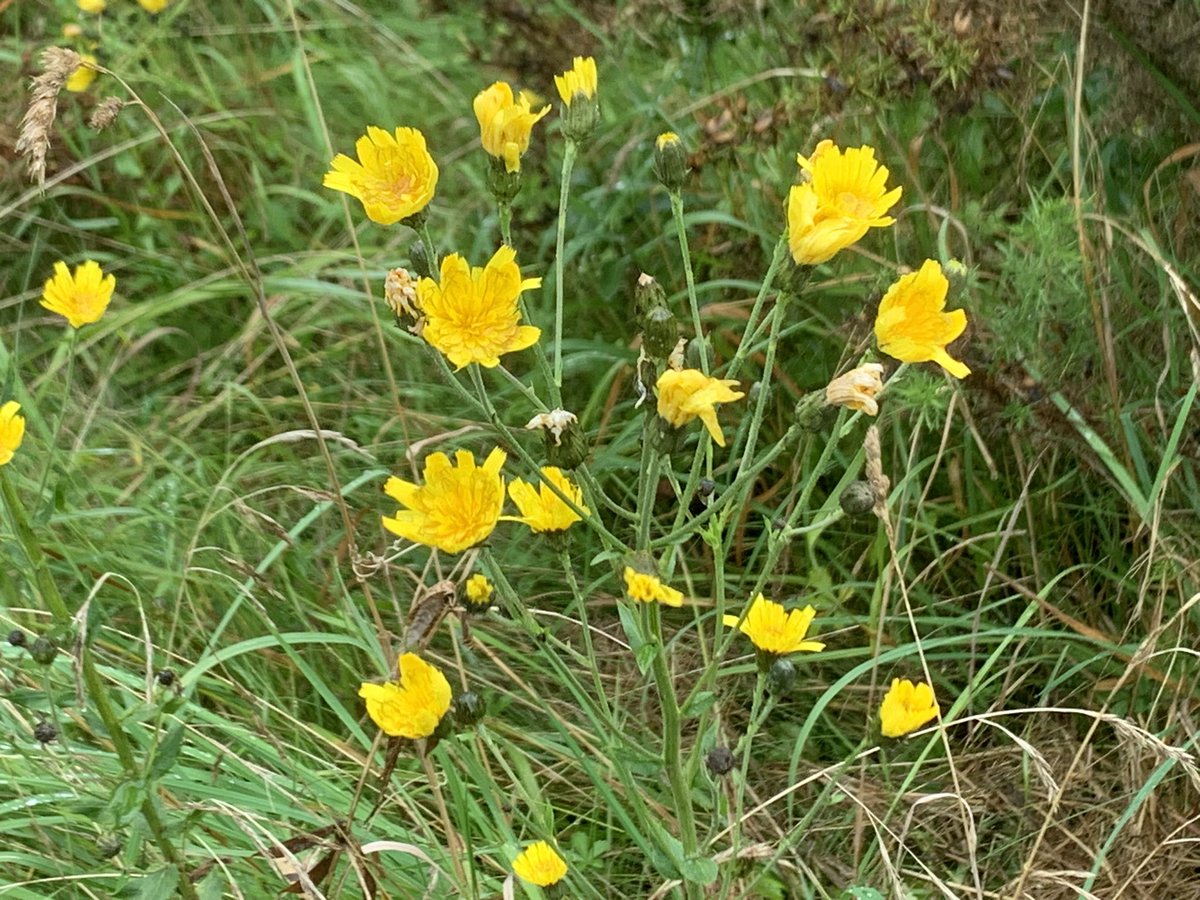 DelepChimney's tweet photo. Despite a day of #rain, still plenty of #wildflowers to see at the #AvenueWashlands, vipers #bugloss, #rosehips #NaturePhotography #plantain https://t.co/I6SACByruD