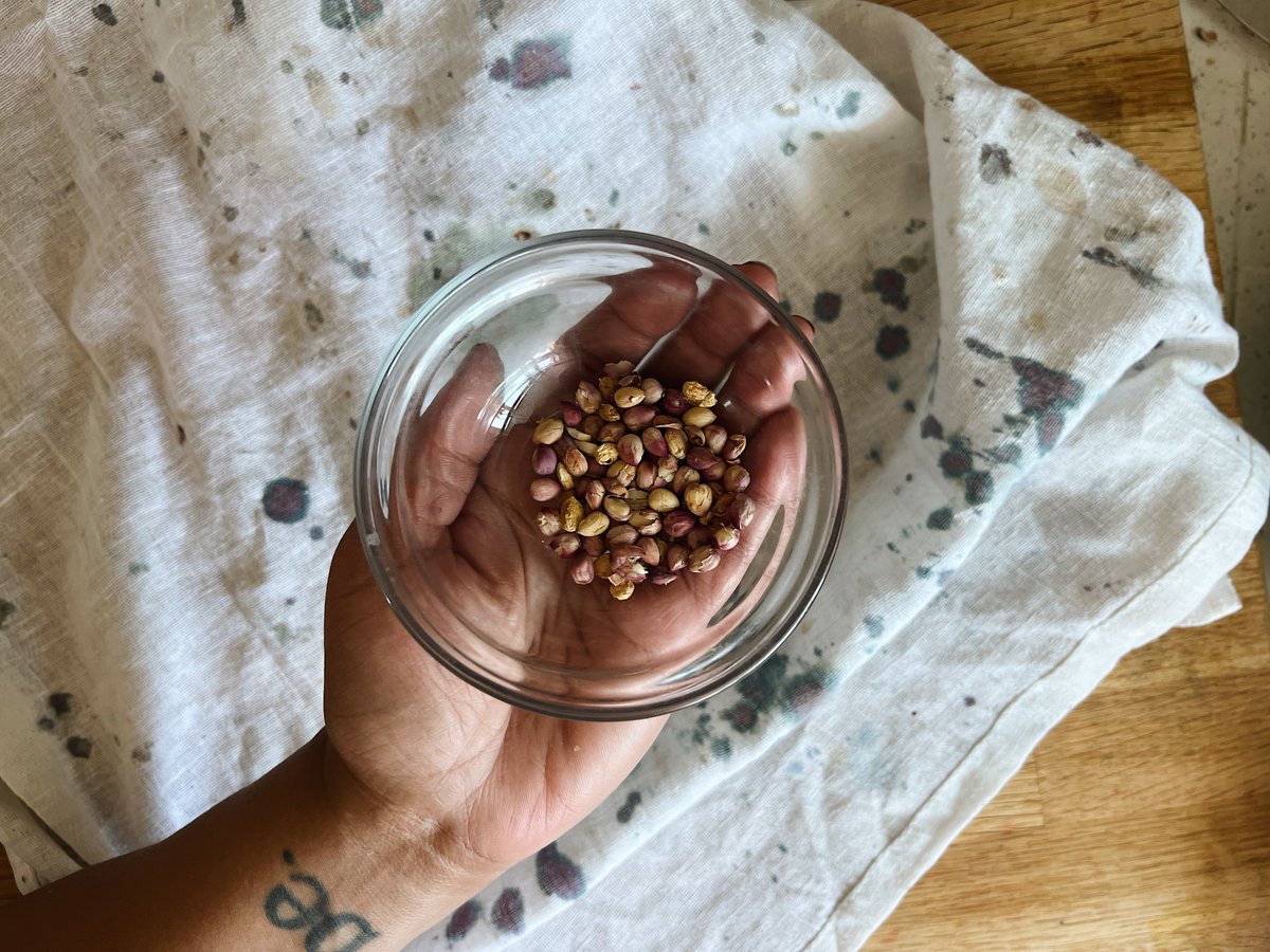 Save your cherry pits for a truly insane dessert (but not hard) that @yoitsholly came up with based on my panna cotta. There's a chance that it could kill you, but it probably won't. bittmanproject.com/p/save-your-ch…