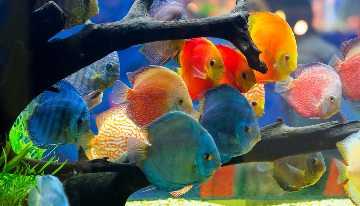 AW_SanDiego's tweet image. 🐠 Do aquarium fish get bored? Find out everything that we know: bit.ly/3QAiGqX

.
#aquaticwarehouse #fish #fishtank #aquariumfish #monday #tips #aquariums #fishlover #hobby #sandiego #aquariumstore #marinefish #freshwater #saltwater