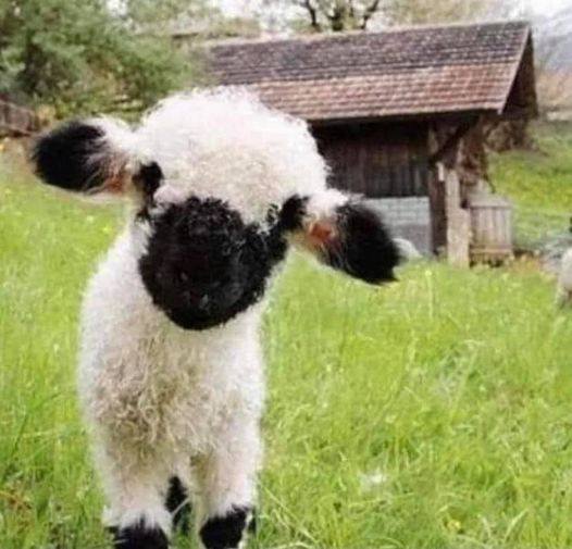 bobjernigan7's tweet photo. Every once in a while, a ewe will give birth to a lamb and reject it. If the lamb is returned to the ewe, the mother may even kick the poor animal away. Once a ewe rejects one of her lambs, she will never change her mind.
These little lambs will hang their heads so low that it looks like something is wrong with its neck. Their spirit is broken. These lambs are called “bummer lambs.”
Unless the shepherd intervenes, that lamb will die, rejected and alone. So, do you know what the shepherd does? He takes that rejected little one into his home, hand-feeds it and keep it warm by the fire. He will wrap it up with blankets and hold it to his chest so the bummer can hear his heartbeat.
Once the lamb is strong enough, the shepherd will place it back in the field with the rest of the flock. But that sheep never forgets how the shepherd cared for him when his mother rejected him.
When the shepherd calls for the flock, guess who runs to him first? That is right, the bummer sheep. He knows his voice intimately. It is not that the bummer lamb is loved more, it just knows intimately the one who loves it.
So many of us are bummer lambs, rejected and broken. But He is the good Shepherd. He cares for our every need and holds us close to His heart so we can hear His heart beat. We may be broken but we are deeply loved by the Shepherd.
From one bummer sheep to another… I love you!￼ 📷