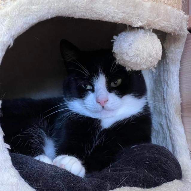 Stray Cat Rescue Team West Midlands tweet media