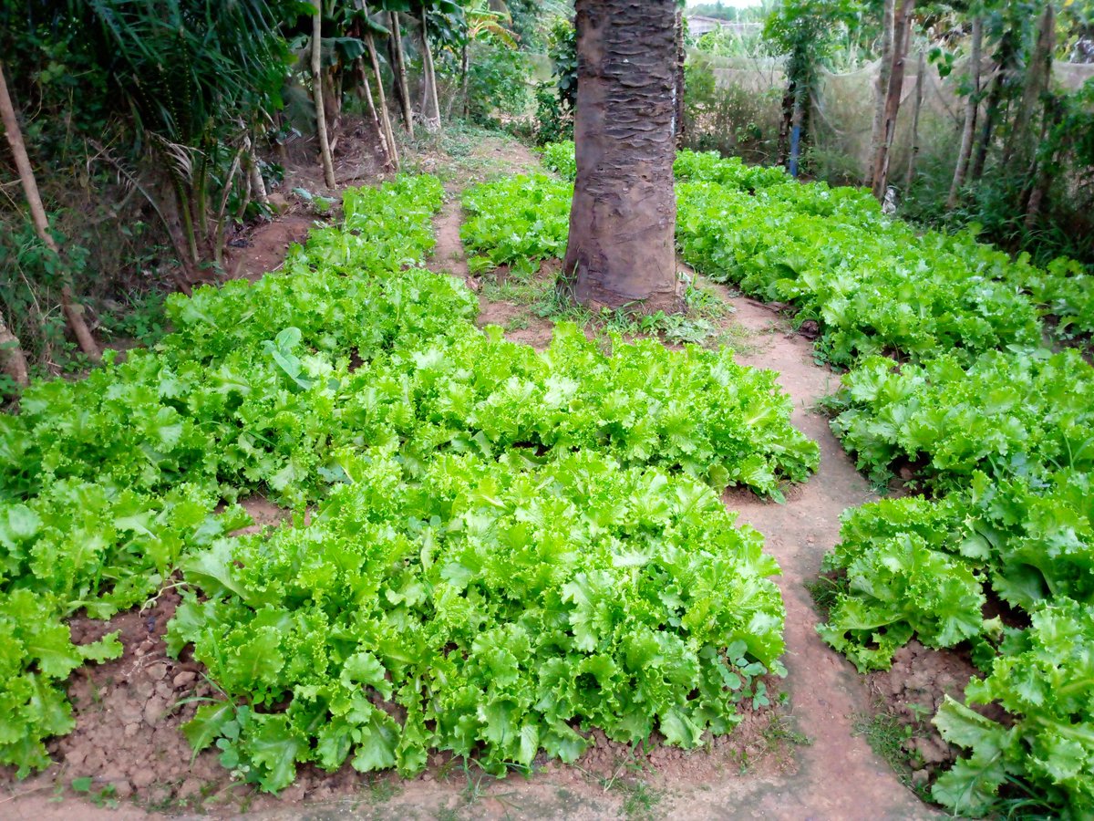 Dapsonveggies's tweet photo. Fresh Organic Lettuce on our farm
Do well to buy &amp; eat from the right source. We'rpe ready to supply you at any time 
@EnyonamManye
@Efua_ampofoa @AvocadoKE
@HGTGhana @GreenFundRw
#freshfood
#eat
#elminaraising
#investment 
#agriculture 
#bushmoney 
#keea
#visitelmina
#visitghana https://t.co/TE0oVsKAzG