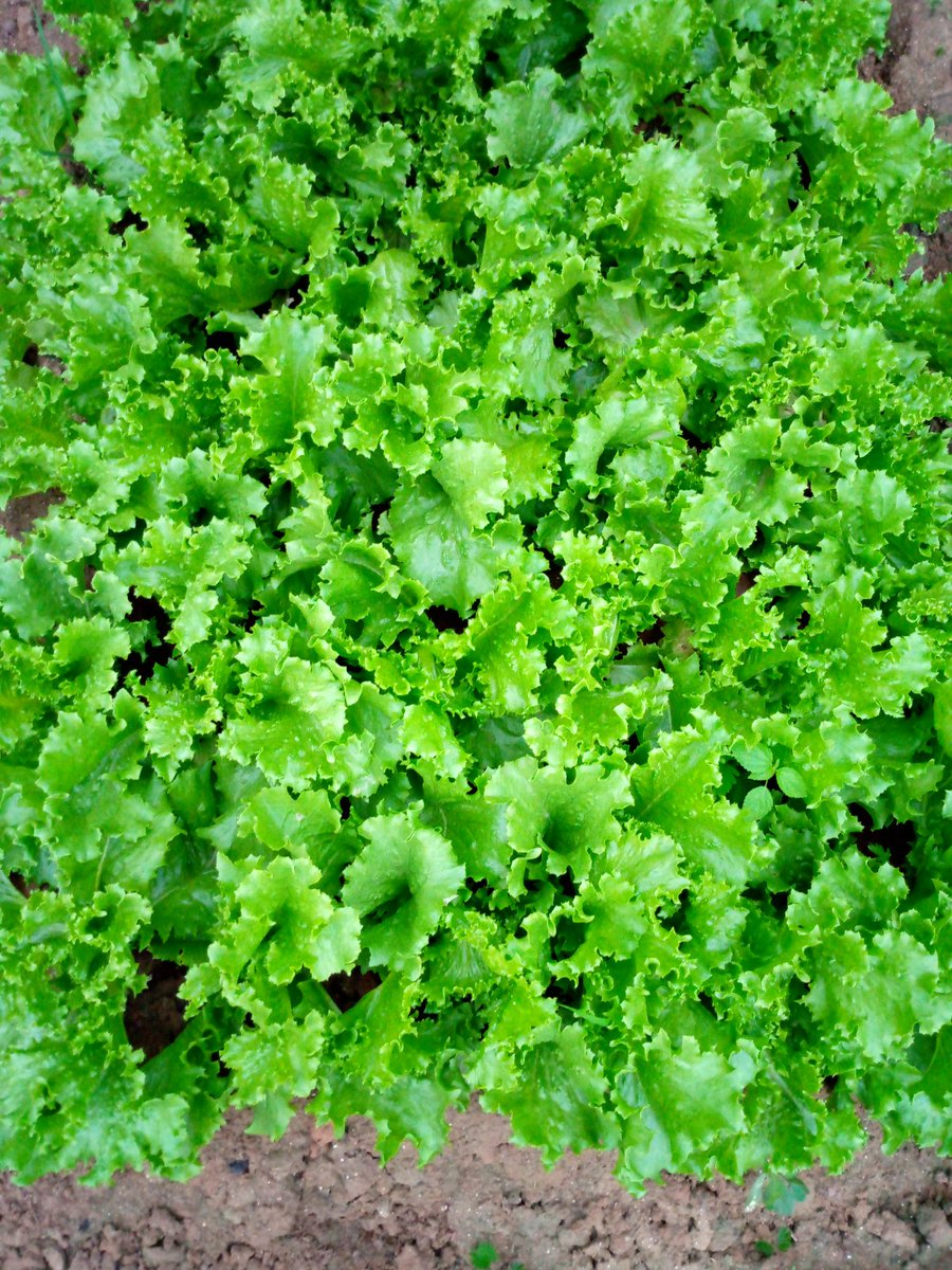 Dapsonveggies's tweet photo. Fresh Organic Lettuce on our farm
Do well to buy &amp; eat from the right source. We'rpe ready to supply you at any time 
@EnyonamManye
@Efua_ampofoa @AvocadoKE
@HGTGhana @GreenFundRw
#freshfood
#eat
#elminaraising
#investment 
#agriculture 
#bushmoney 
#keea
#visitelmina
#visitghana https://t.co/TE0oVsKAzG
