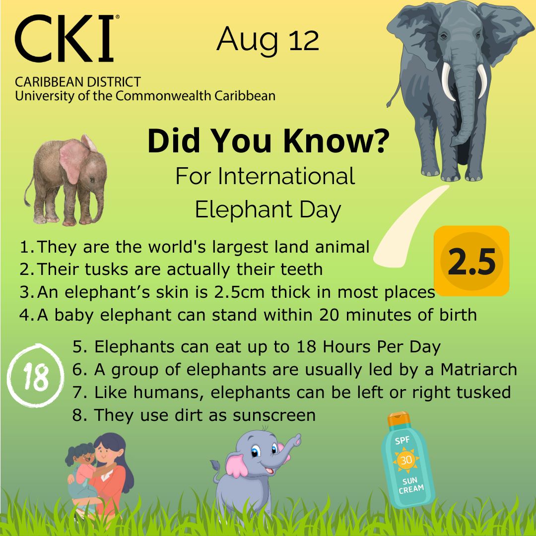 CirclekUcc's tweet photo. Elephants are amazing animals and should be appreciated more. https://t.co/uxkREDugMD