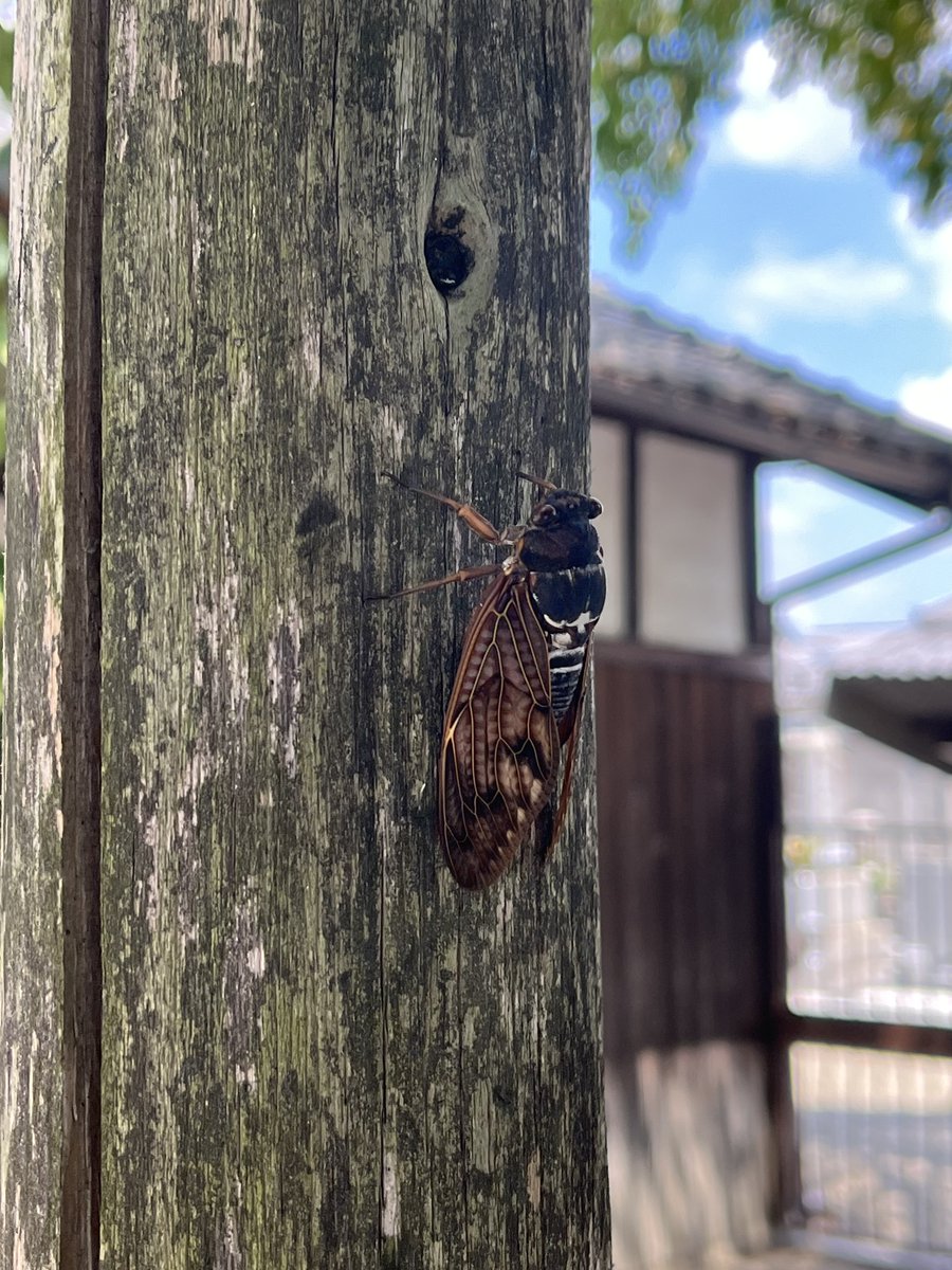 Chooshi_Clooney's tweet image. 墓参りのお寺で元気に鳴いてたセミさん♬

#夏の思い出 #お盆休み #Tenorshare