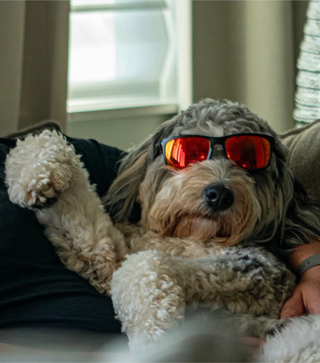 atlantapetlife's tweet photo. When it's Monday, but you're a pet, so you don't have to go to work and all of your needs are still met. ๐พ
๐ถRiley
#atlantapets #mondaymood #atlpets #doglovers #doggos #dogsofatlanta https://t.co/7RYkCpA6Ag