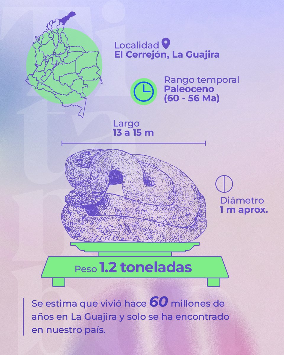 sgcol's tweet photo. La Titanoboa cerrejonensis es la serpiente más grande jamás encontrada en el planeta  y sólo se ha encontrado en Colombia 😱

En el Museo Geológico Nacional podrás ver los fósiles de varias de sus vértebras y costillas 🐍

📍Anímense a visitarnos en Bogotá.
 😎 ¡Es gratis! https://t.co/IPRSCyS68r