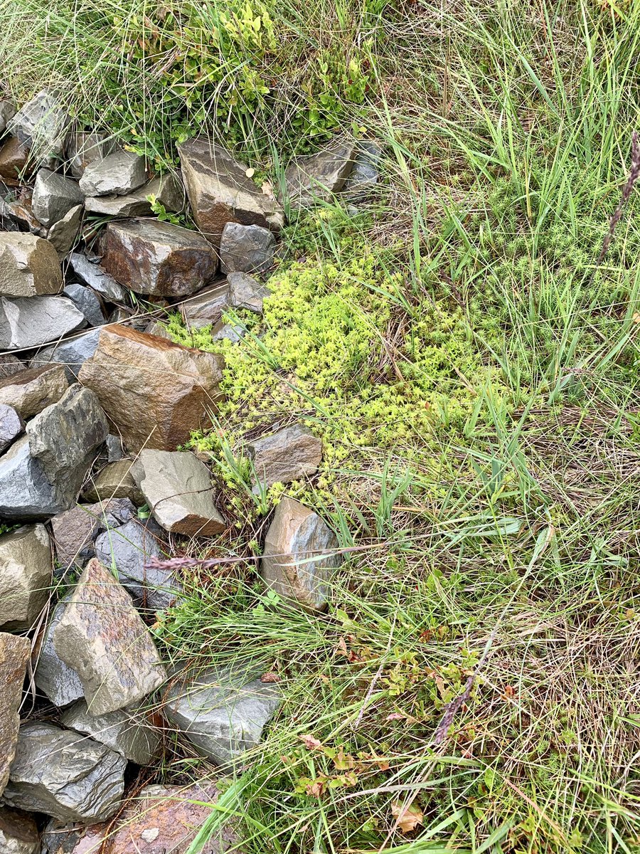 Yorkshire Peat Partnership - follow us on Bluesky tweet media